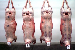 Urgent Aqiqah  Slaughter